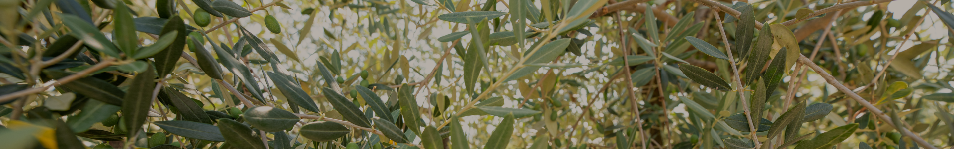 Naturkosmetik auf der Basis von Olivenöl